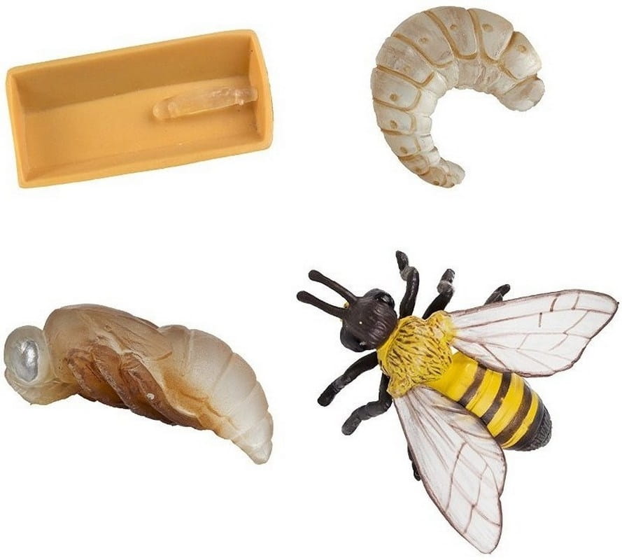 Набор SAFARI Жизненный цикл пчелы